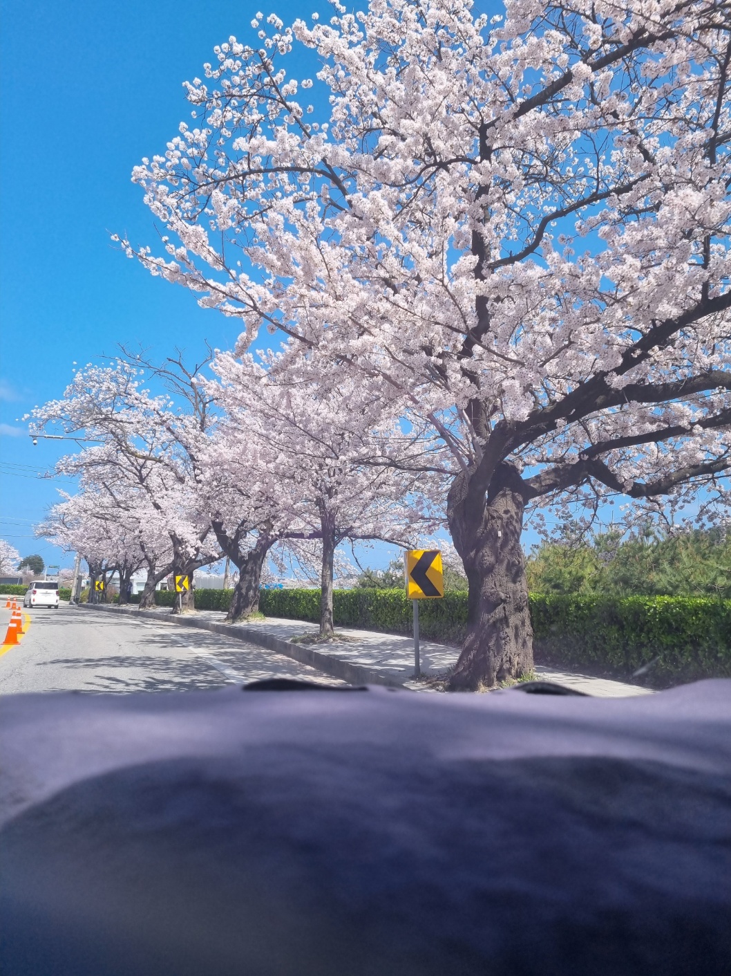 강릉 경포 벚꽃길 드라이빙