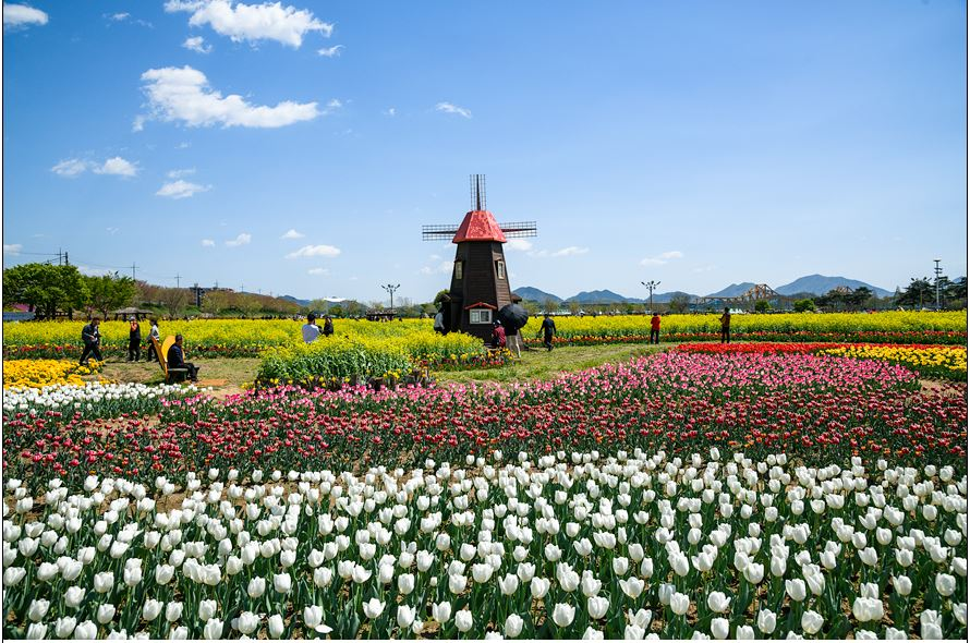 창녕 유채꽃축제.낙동강 유채축제_2023년.행사안내