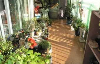 화분 베란다 단열 겨울철보온 커튼사용 찬바람차단 식물보호 요령_2