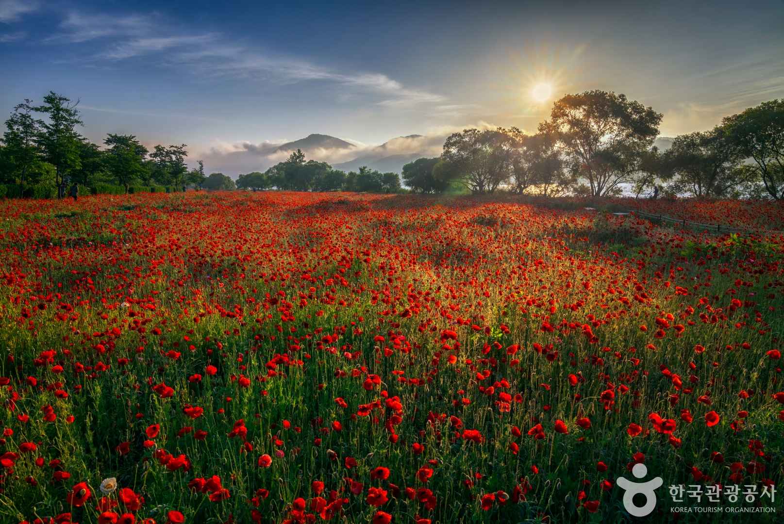 남양주 물의정원 꽃양귀비