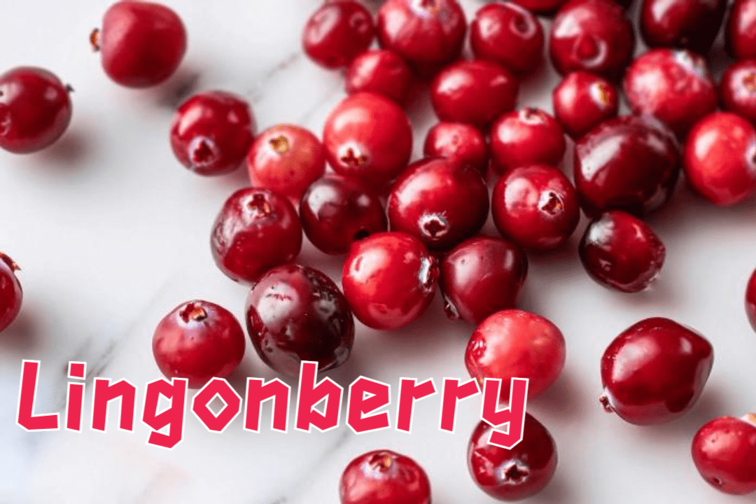 Lingonberry