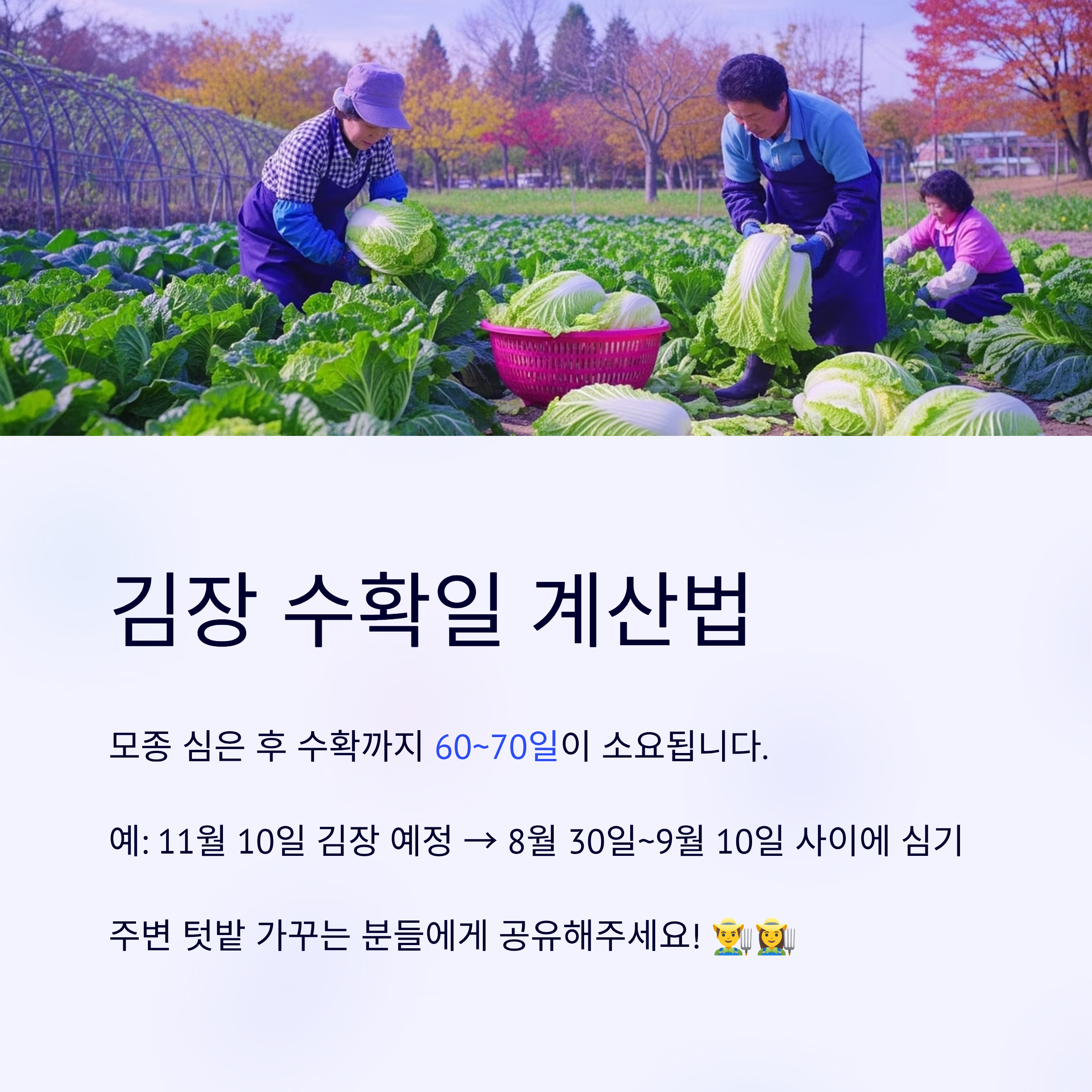 배추모종 심는 타이밍 12