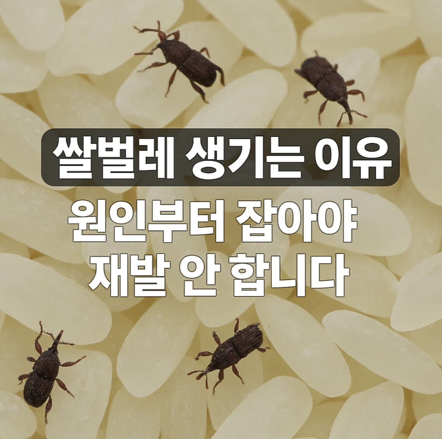 쌀벌레 생기는 이유, 원인부터 잡아야 재발 안 합니다