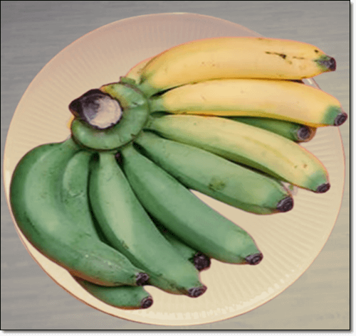 숙성돼 가는 그린 바나나