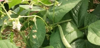 강낭콩 재배 파종 간격 잡초 억제 멀칭 요령_16