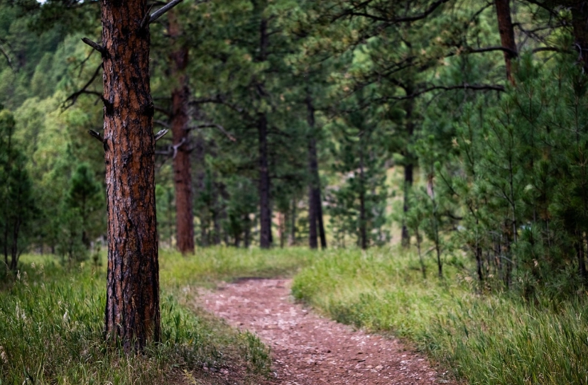 나무가 울창한 숲 사진