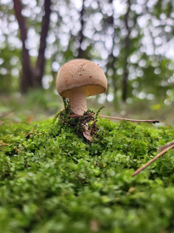 경기도힐링숲추천