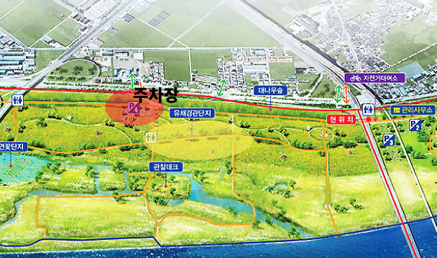 부산 유채꽃 명소 대저생태공원 후기 - 위치와 주차정보