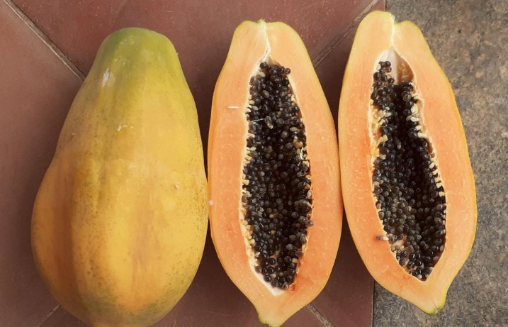 파파인 효소 부작용