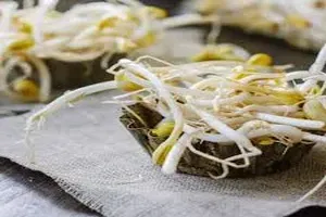 콩나물