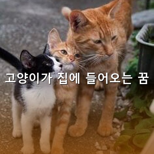 길고양이-세마리가-처량하고-불쌍하게-있는-모습