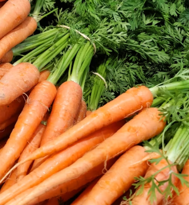 당근 효능 부작용 고르는법 칼로리