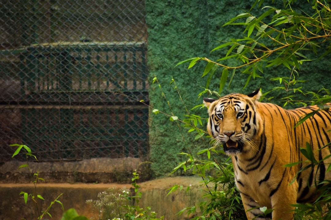 Tiger.