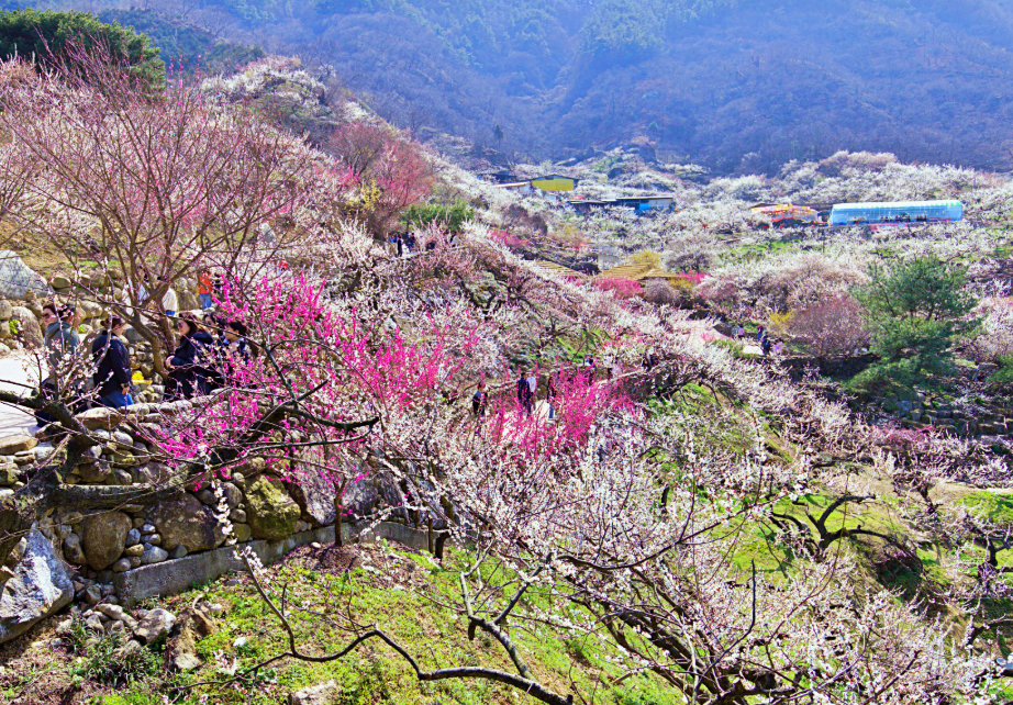 광양 매화마을 매화