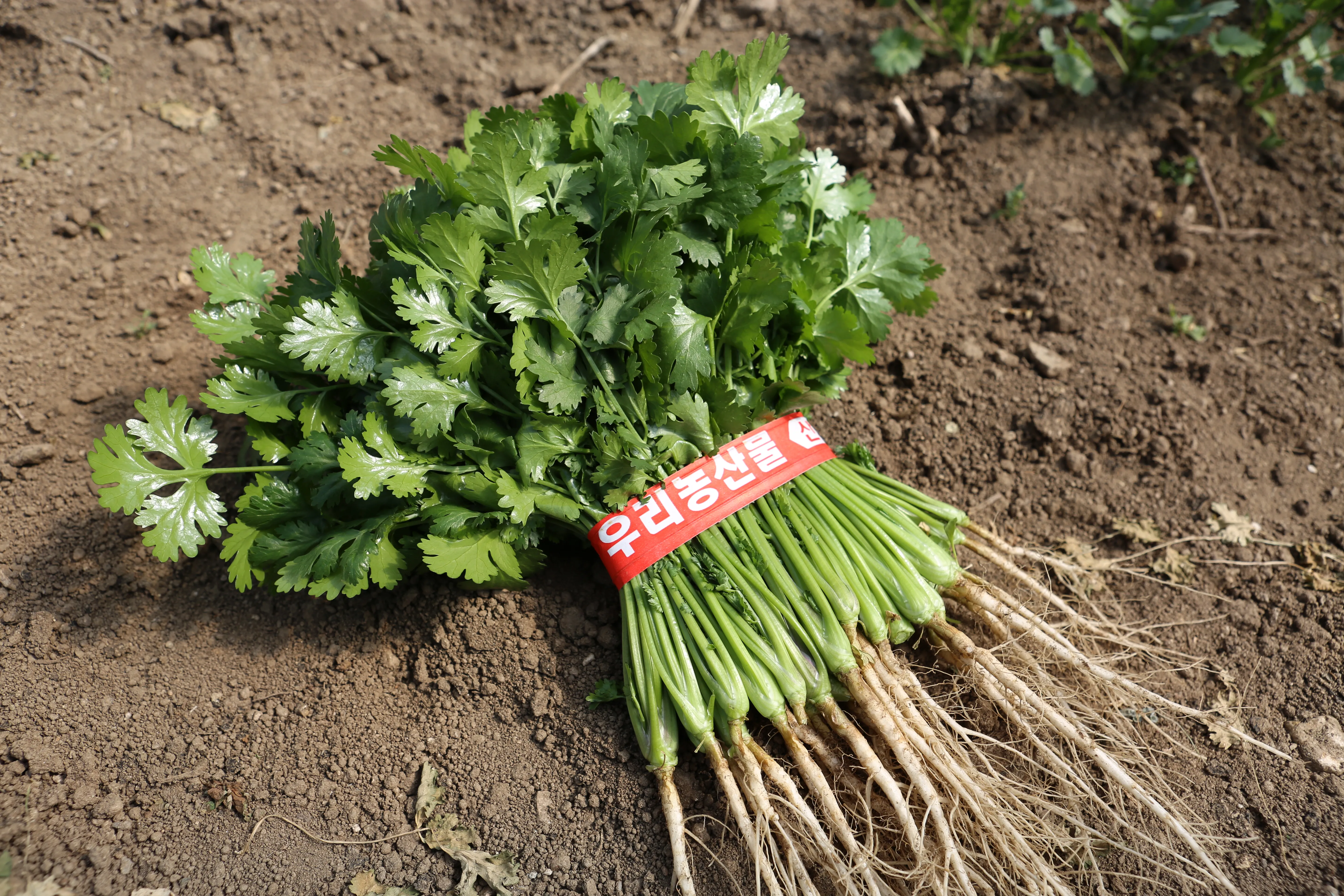 고수 재배 허브 키우기 상자 텃밭 통풍 관리_2