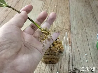 물꽂이 삽목 성공률높이기 깨끗한물 교체주기 빛관리 요령_14