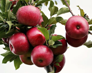 잇몸이 부었을 때 대처 방법