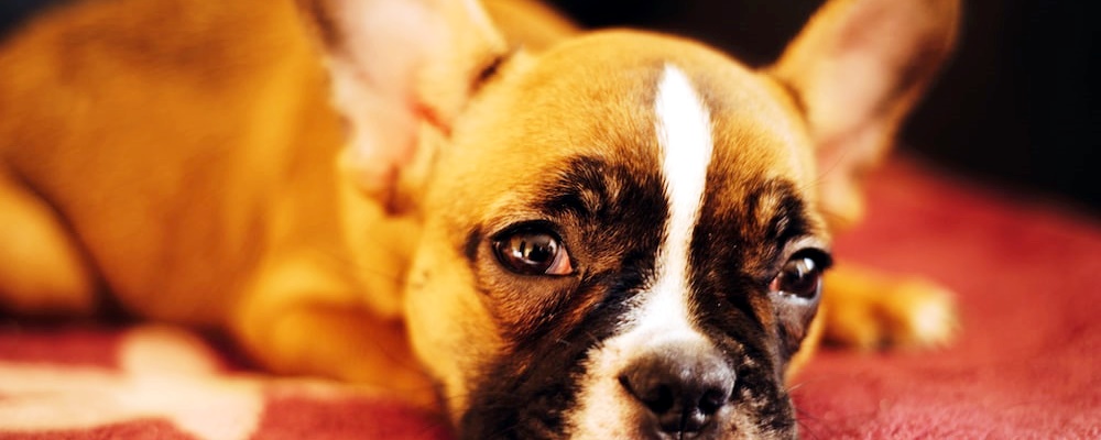 강아지에게 안돼! 가르치는 방법 6