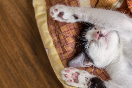 바구니 안에 누워있는 고양이.