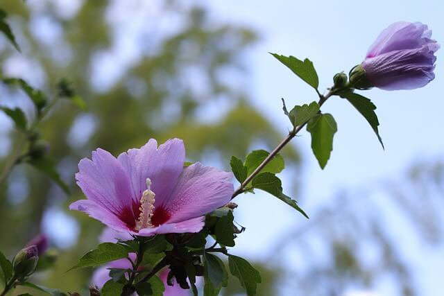 무궁화-꽃-나오는-꿈-해몽