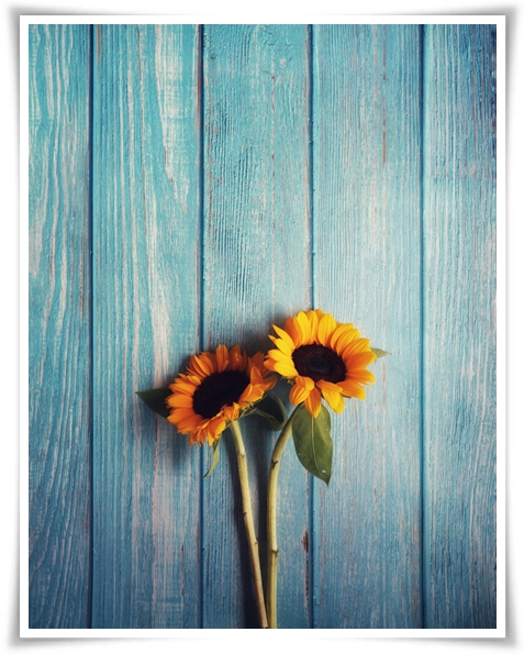 여름의 상징 희망과 사랑의 꽃 &quot;해바라기&quot;