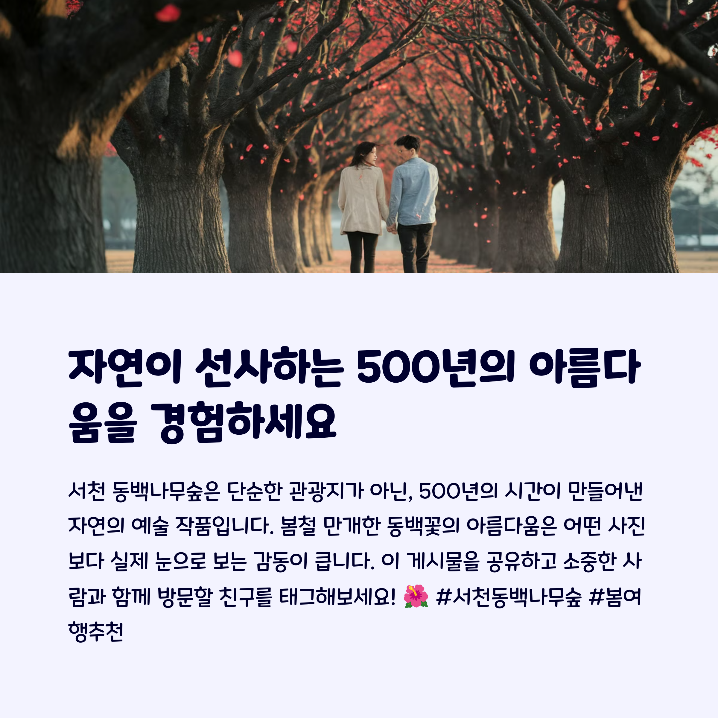 서천동백나무숲