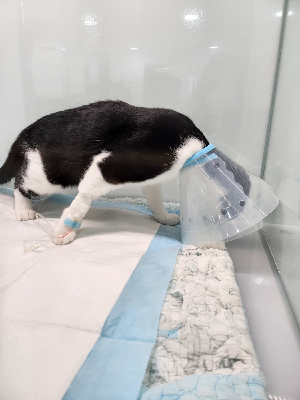 고양이 중성화