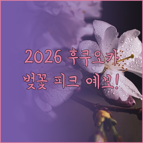 2026 후쿠오카 벚꽃 만개 피크 시..