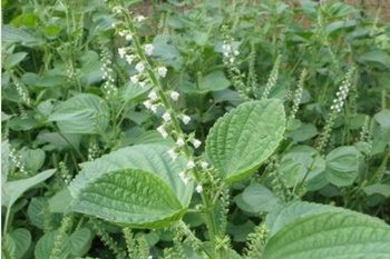 깻잎, 들깨 어떻게 기르지? 파종/이식/재배관리/수확/보관