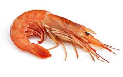 새우 효능 및 부작용