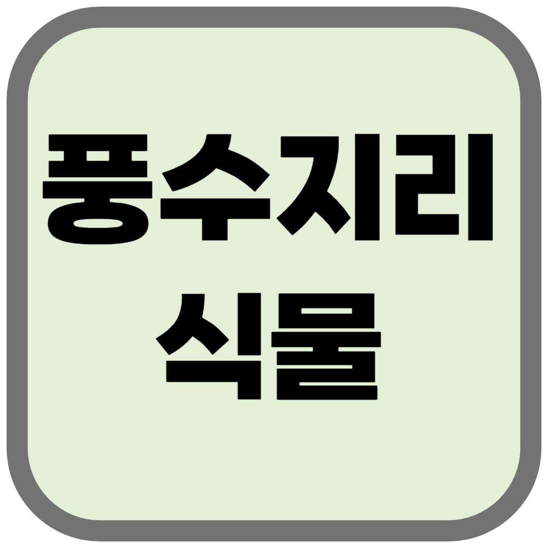 풍수지리 식물, 운을 부르는 인테리어 방법!
