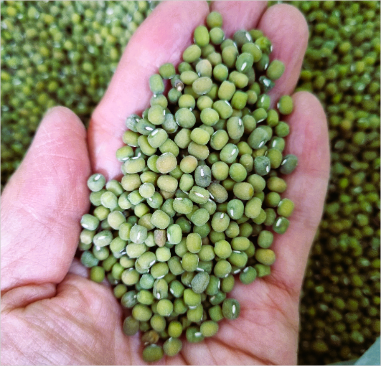 녹두 효능 및 영양성분과 건강상의 이점