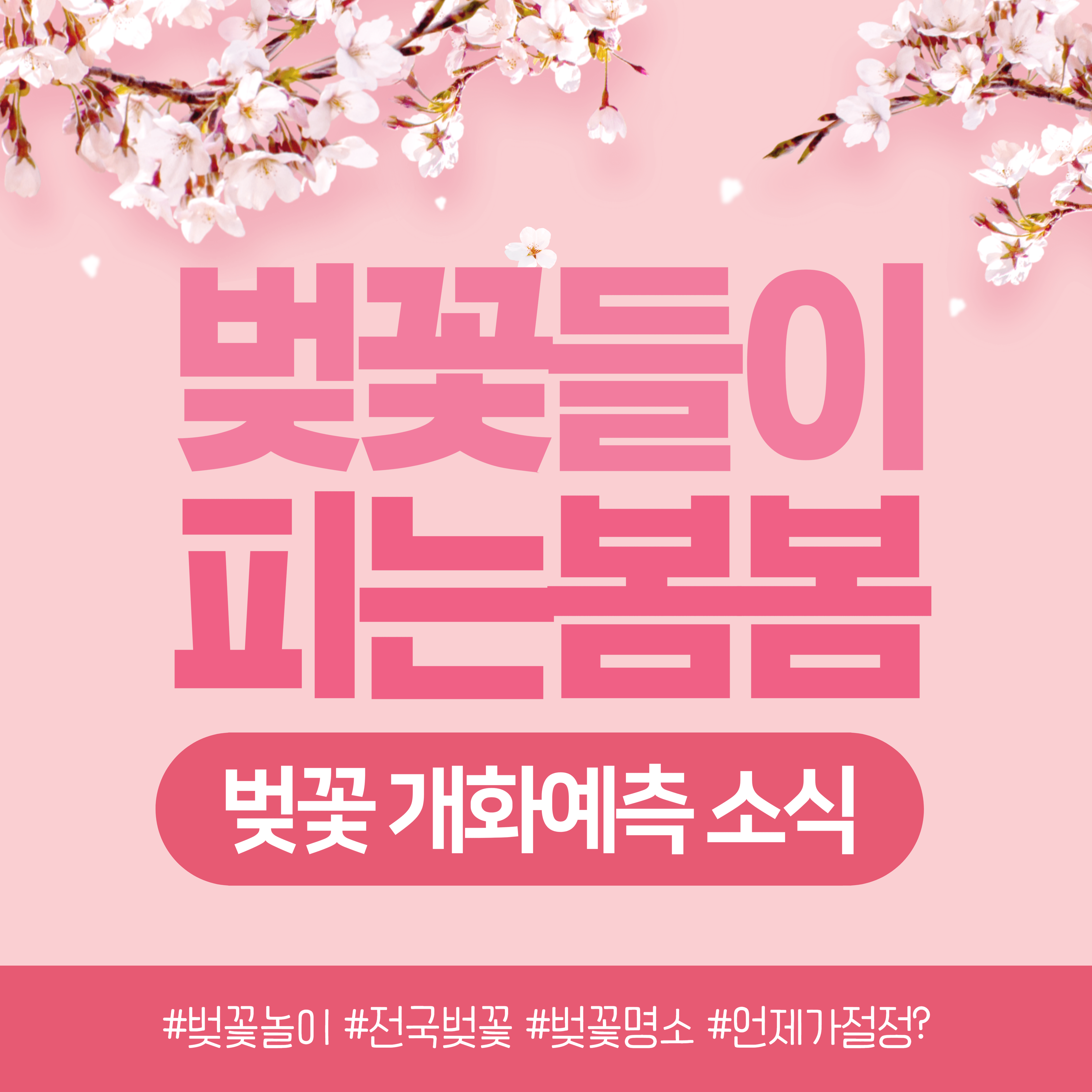 꽃놀이 벚꽃개화시기 봄바람 전국벚꽃