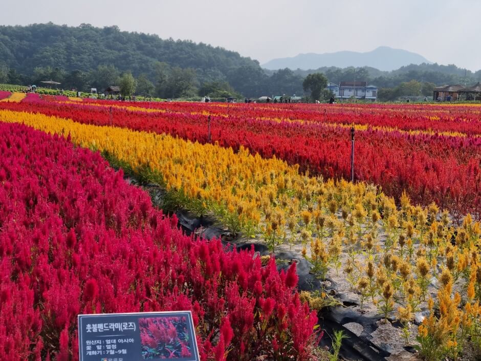 고석정
