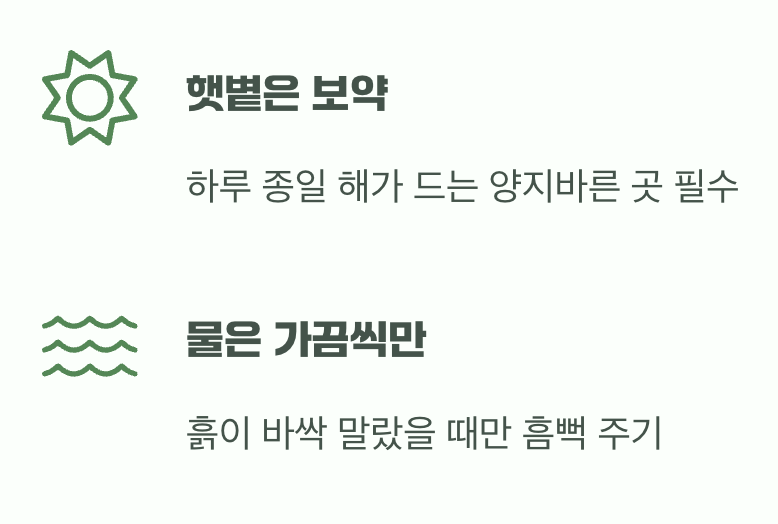 햇볕은 보약&amp;#44; 물은 가끔씩만