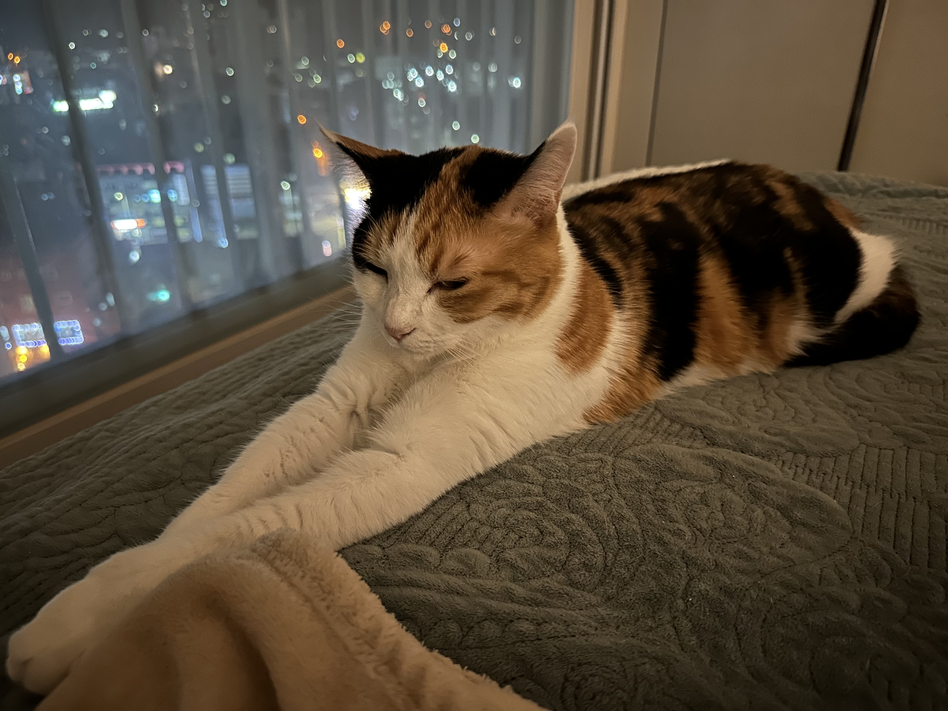 오랜만에 치즈형제의 다정한 모습 (feat.사이좋은 호야와 막둥이, 그리고 요미)