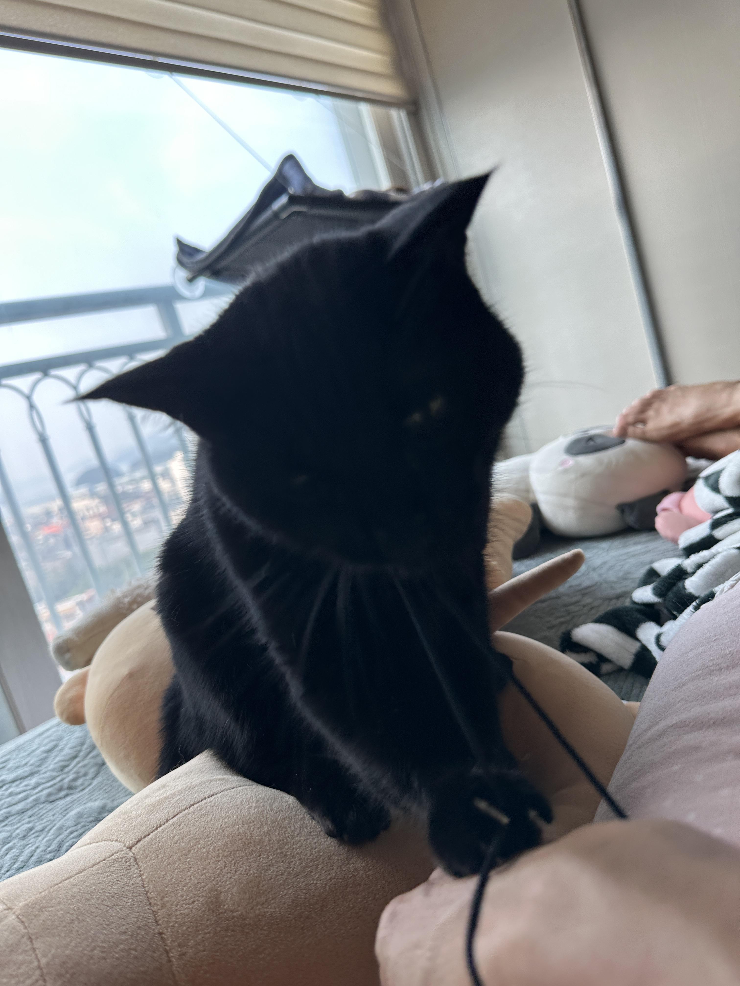 엄마_손목에_있는_머리끈을_물고_쭉_당기는_건이