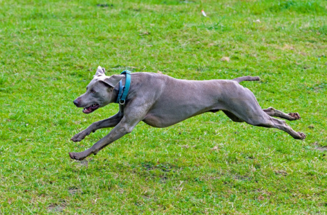 강아지 훈련에 대해서