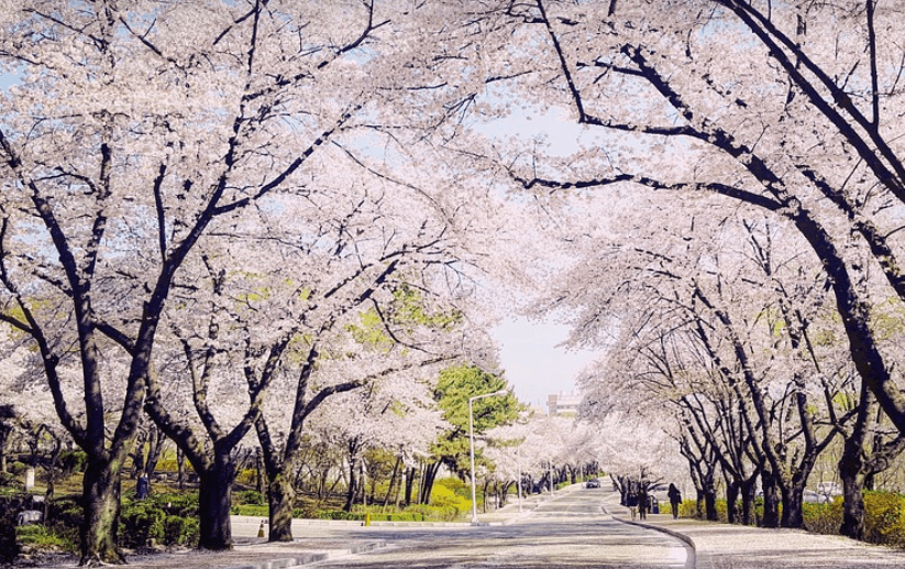 여의도 벚꽃 축제