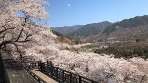 부산 달맞이길 벚꽃 드라이브 코스