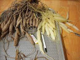 천문동 효능 부작용