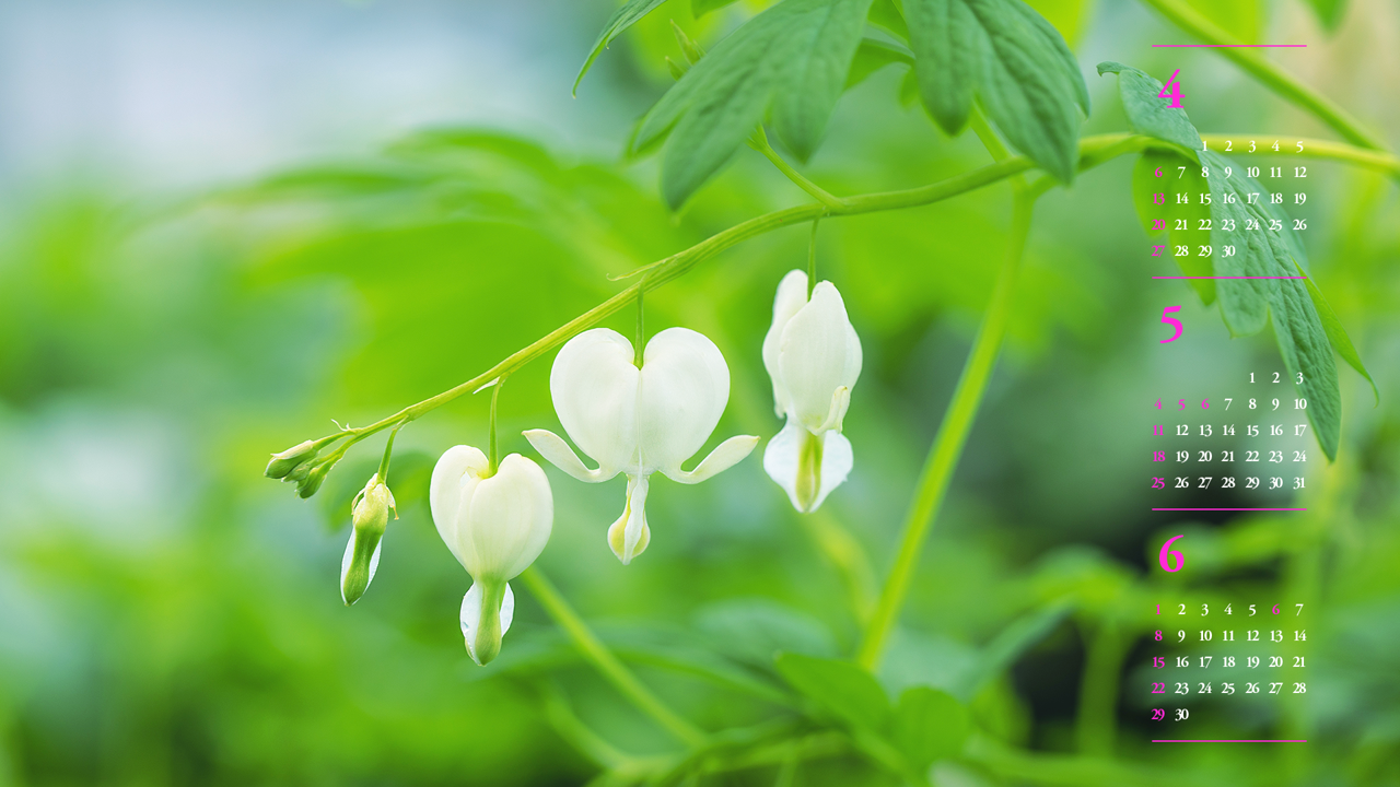 05 흰색 금낭화 B - 2025년5월 노트북배경화면