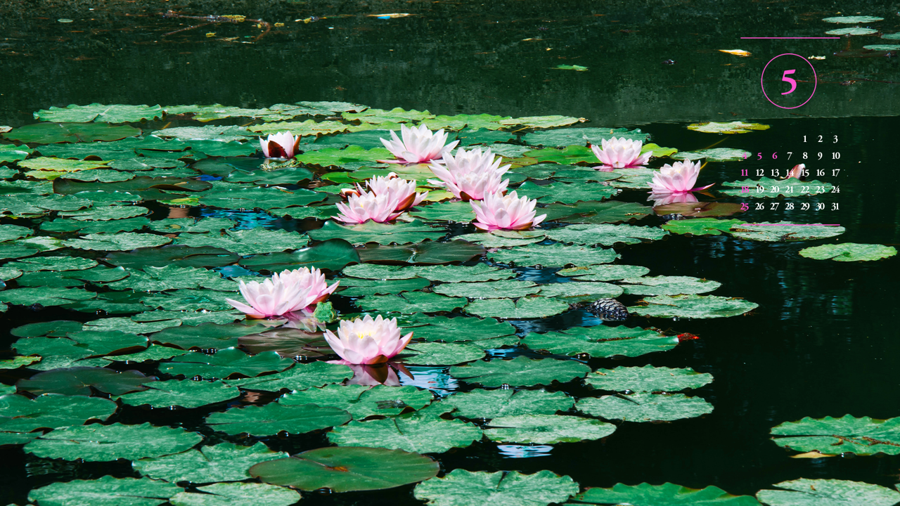 08 수련연못 A - 2025년5월 노트북배경화면