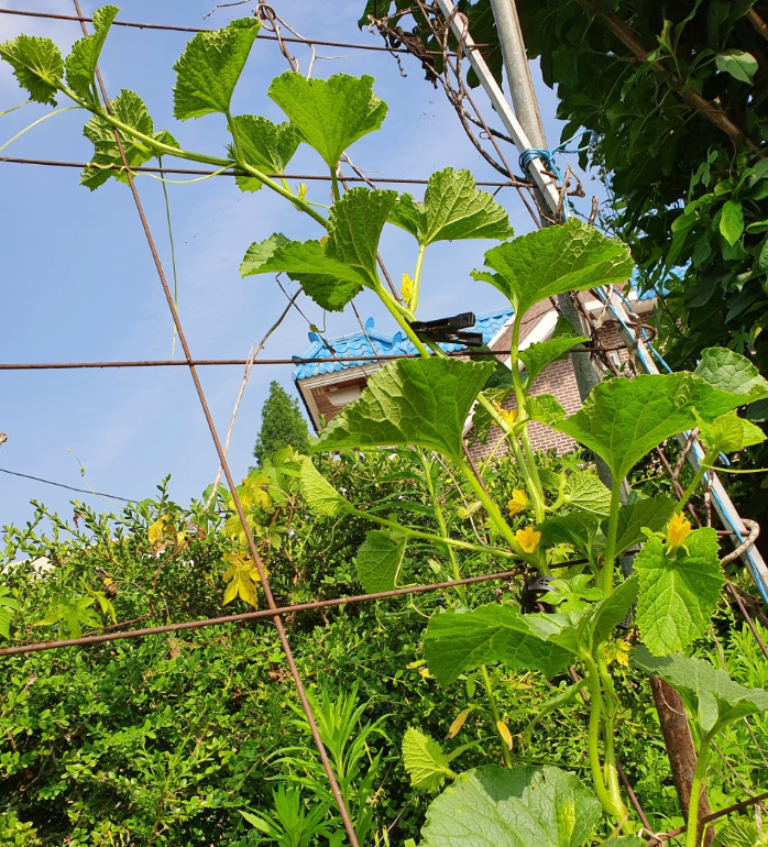 참외 심는시기(모종심는시기, 참외심기, 심는간격, 재배, 수확) 참외 키우기 총정리!