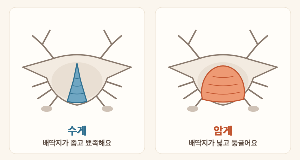꽃게를 배 쪽에서 본 단순한 그림 두 개. 왼쪽 수게는 배 가운데 딱지가 좁고 뾰족한 삼각형이고, 오른쪽 암게는 배 가운데 딱지가 넓고 둥근 모양이다.