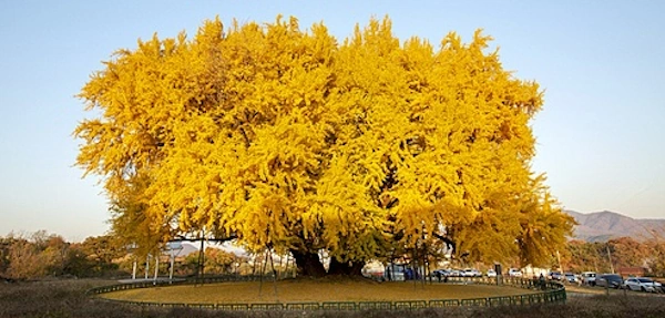 원주 반계리 은행나무길 (연대 미래캠퍼스)