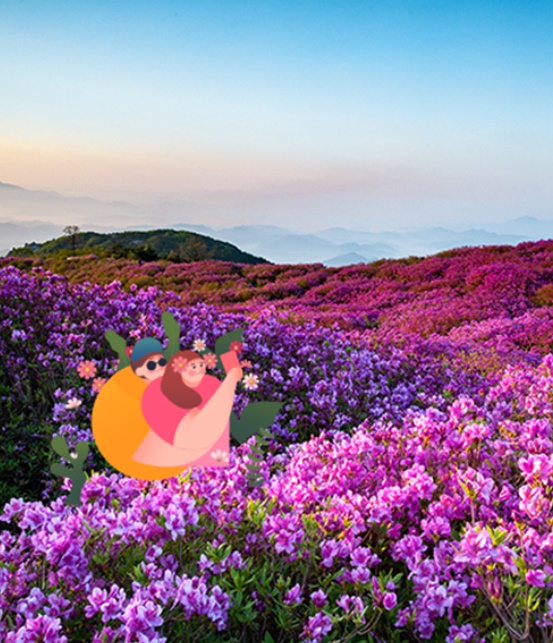 철쭉 군락지