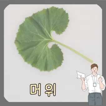 머위 효능 부작용 레시피 꿀팁_3