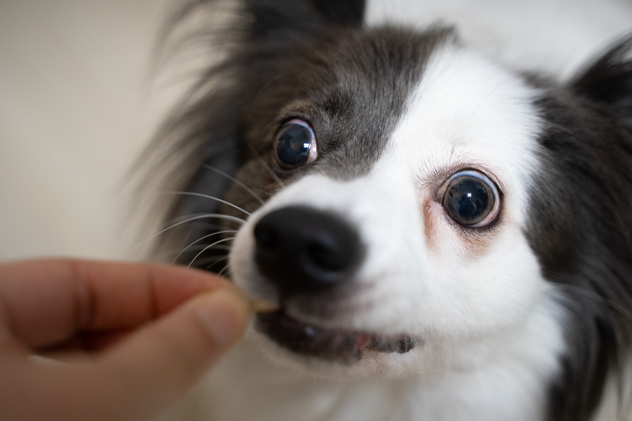 반려동물 식이섬유 파이보 강아지 설사할 때 먹이는 보조제 FIBOR