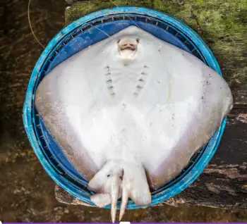 홍어 가격 및 효능&amp;#44; 영양성분 주의점